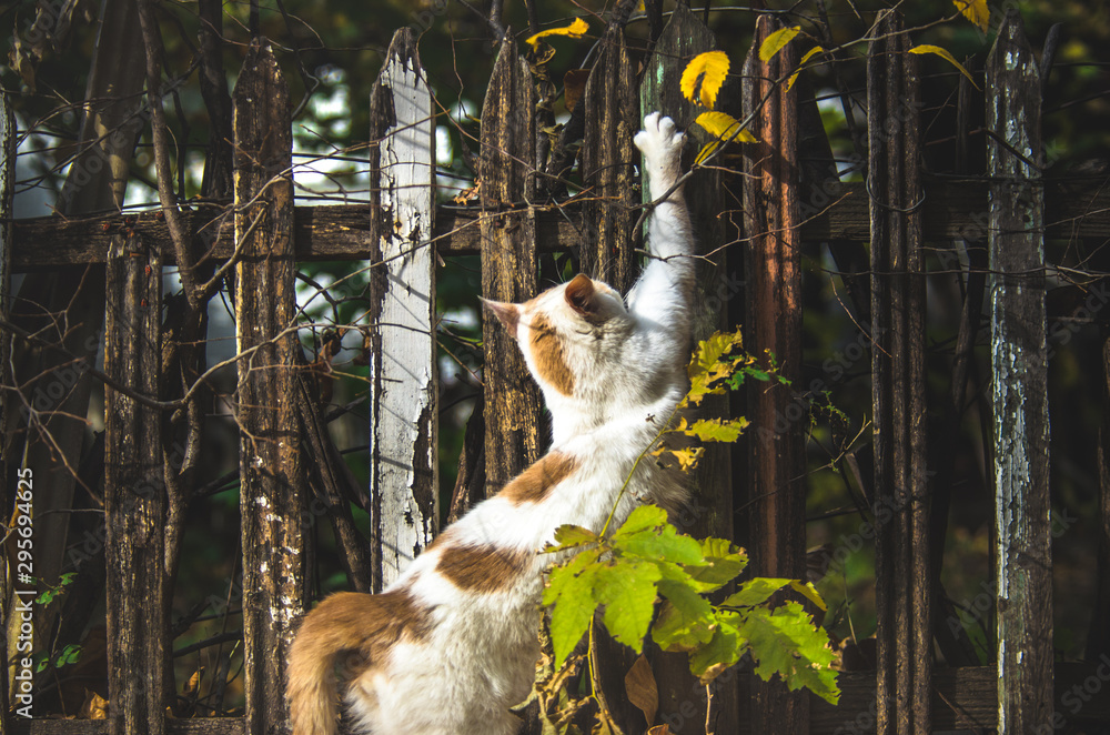 Cat stretches on a wooden fence while standing on autumn leaves