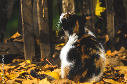 Calico cat sits on autumn leaves and itches background of wooden fence