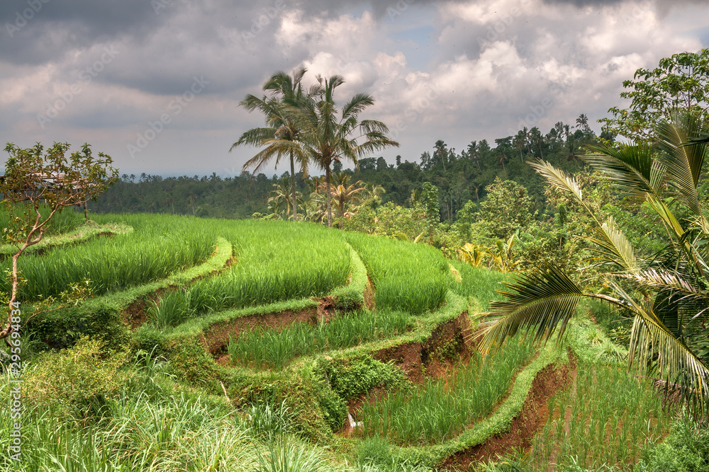 Ricefields in the neighbourhood of Tabanan, Bali, IDN