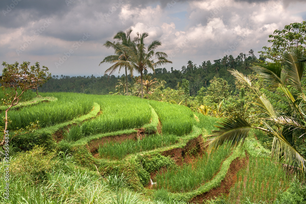 Ricefields in the neighbourhood of Tabanan, Bali, IDN Ricefields in the neighbourhood of Tabanan, Bali, IDN