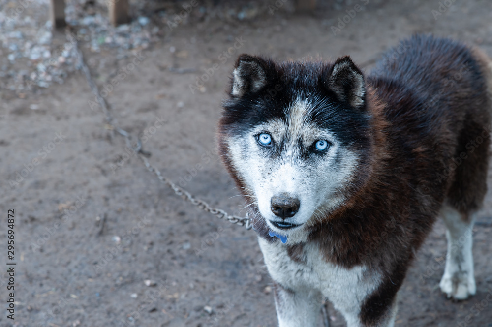 Fototapeta premium Dog breed Husky with blue eyes, looking at the camera, space for text