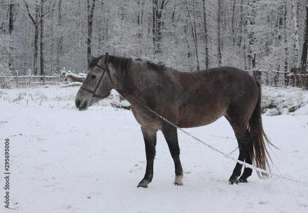 Beautiful white-gray horse in the winter at the farm. New Year's landscape with a noble animal. Christmas theme Beautiful white-gray horse in the winter at the farm. New Year's landscape with a noble animal. Christmas theme