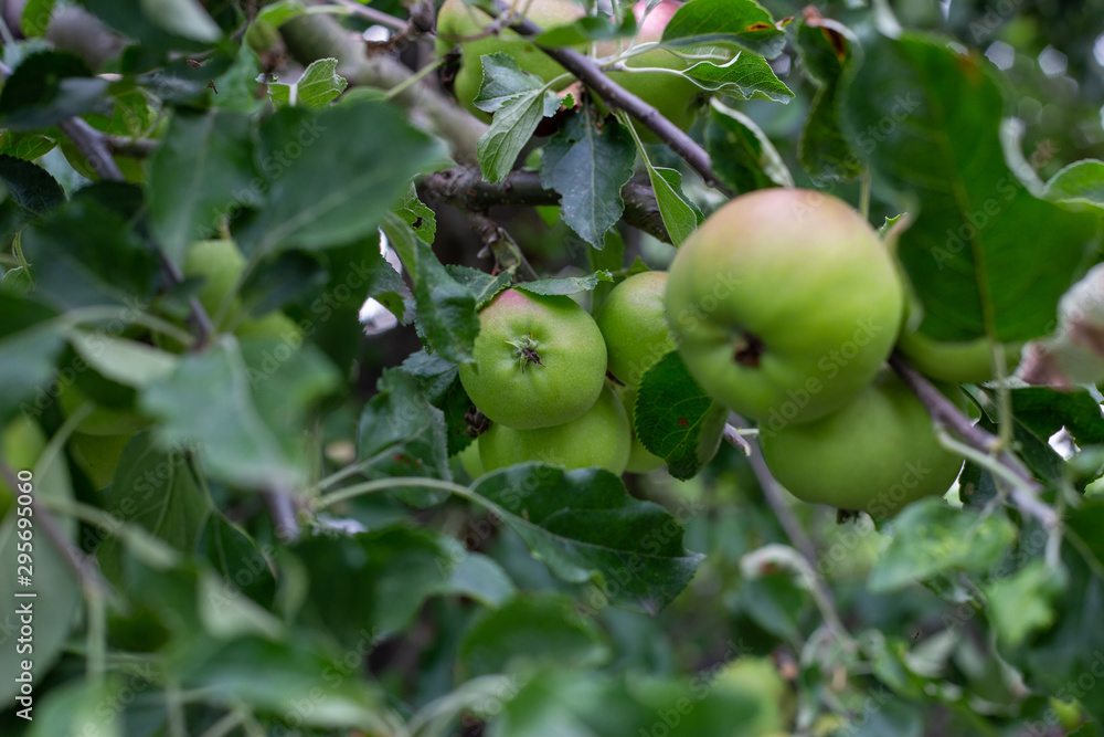 green apples are hanging from the branches and ready to be picked