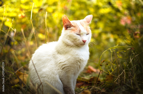 Two-tone cat in a beautiful saturated grass portrait