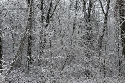 Beautiful winter landscape on a background of trees and forest. Christmas and New Year mood. Snowfall and the view as in a fairy tale