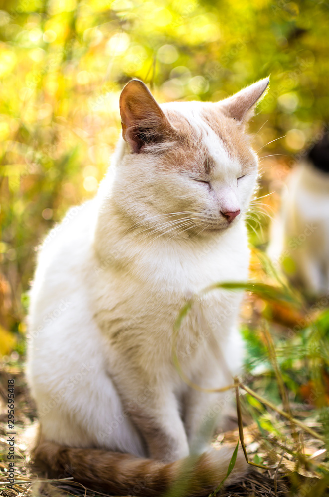 White cat is sleeps on a background of bright foliage vertical photo on wallpaper