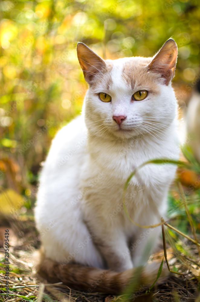 White cat on a background of bright foliage vertical photo on wallpaper