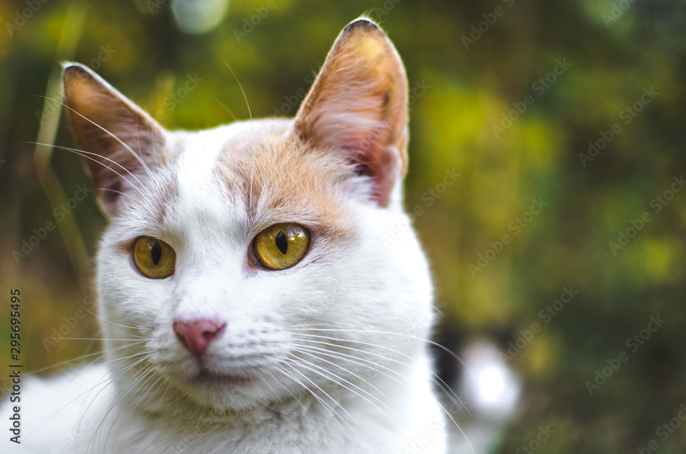 Portrait of a two-tone cat on a green background Portrait of a two-tone cat on a green background