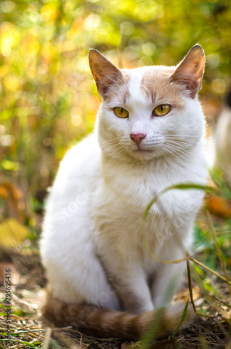 White cat on a background of bright foliage vertical photo on wallpaper