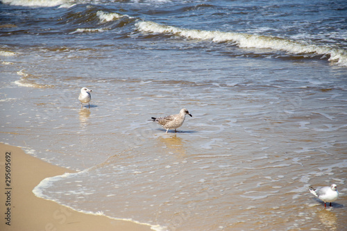 Many seagulls on the beach at the Baltic Sea search for food