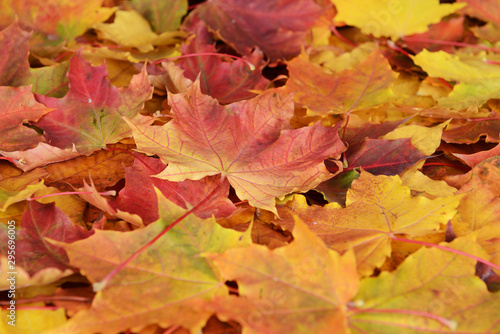 The orange yellow and red maple leafs background