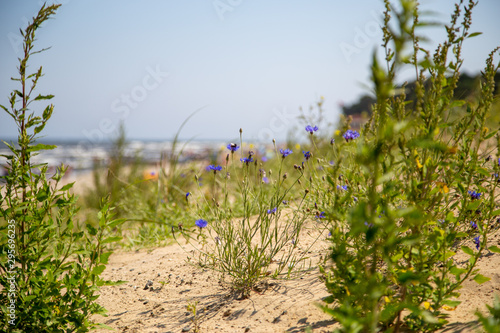 The view through grass and thistles over the dune to the beach of Zempin on the island Usedom photo