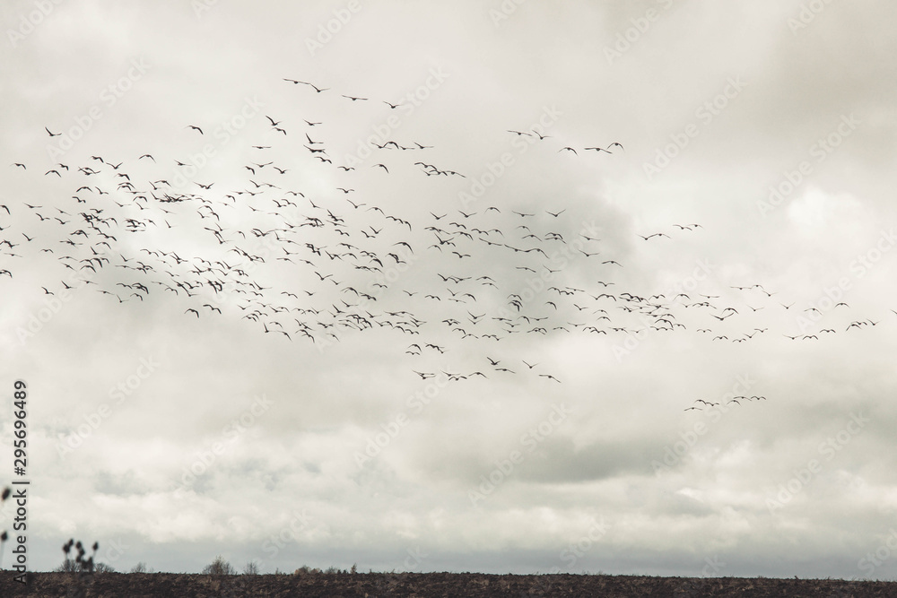 A large flock of geese flies low over the field. Autumn. Overcast. brown tones