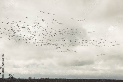 A large flock of geese flies low over the field. Autumn. Overcast. brown tones