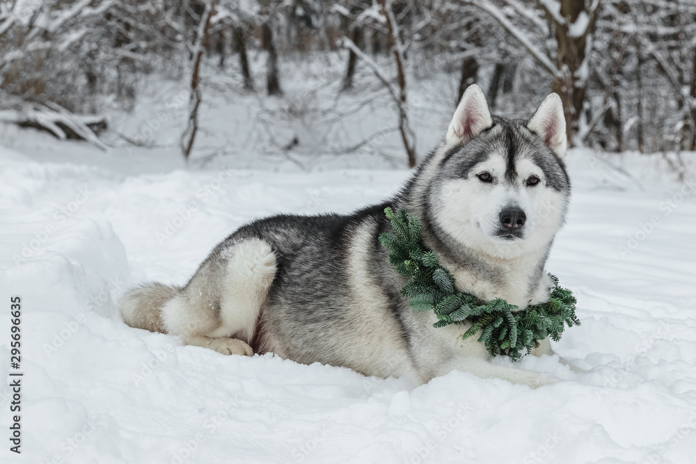 Beautiful young husky wearing Green Christmas wreaths of fir branches and lying in the snow. Snowflakes on the dog's wool. Winter forest background with bokeh