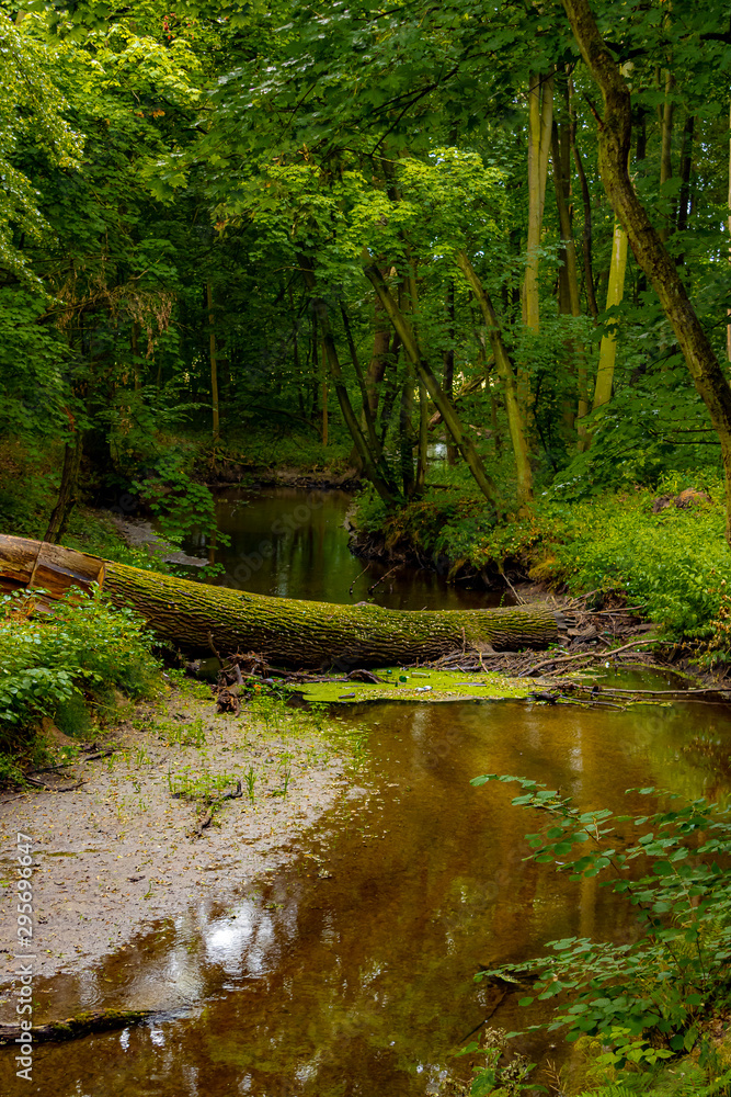 Fototapeta premium river in the forest