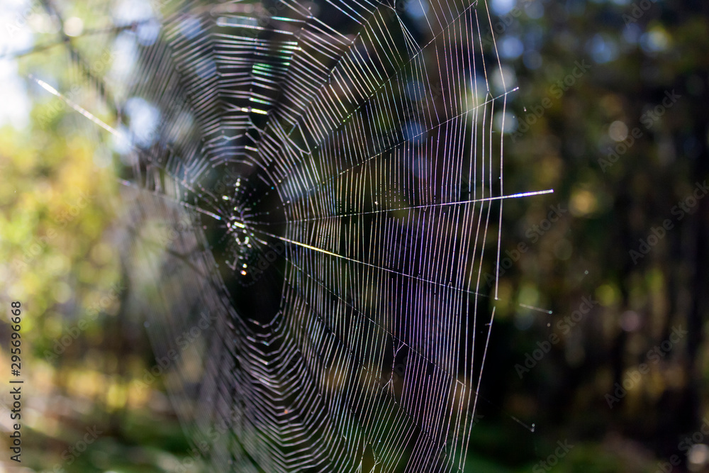 beautiful spider web brightly lit by the sun in the summer forest close-up