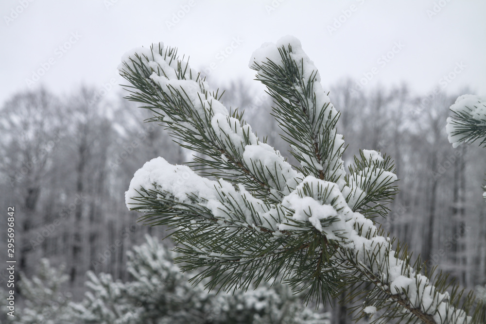 Beautiful winter background with pine in a snowy forest. Beautiful Christmas trees in a snowdrift and snowflakes. Stock photo for the new year