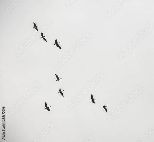 A large flock of geese flies in the sky. Autumn. Overcast. brown tones