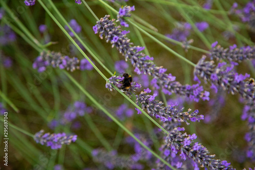 a bumblebee with lots of pollen on its back sits on a lavender and collects