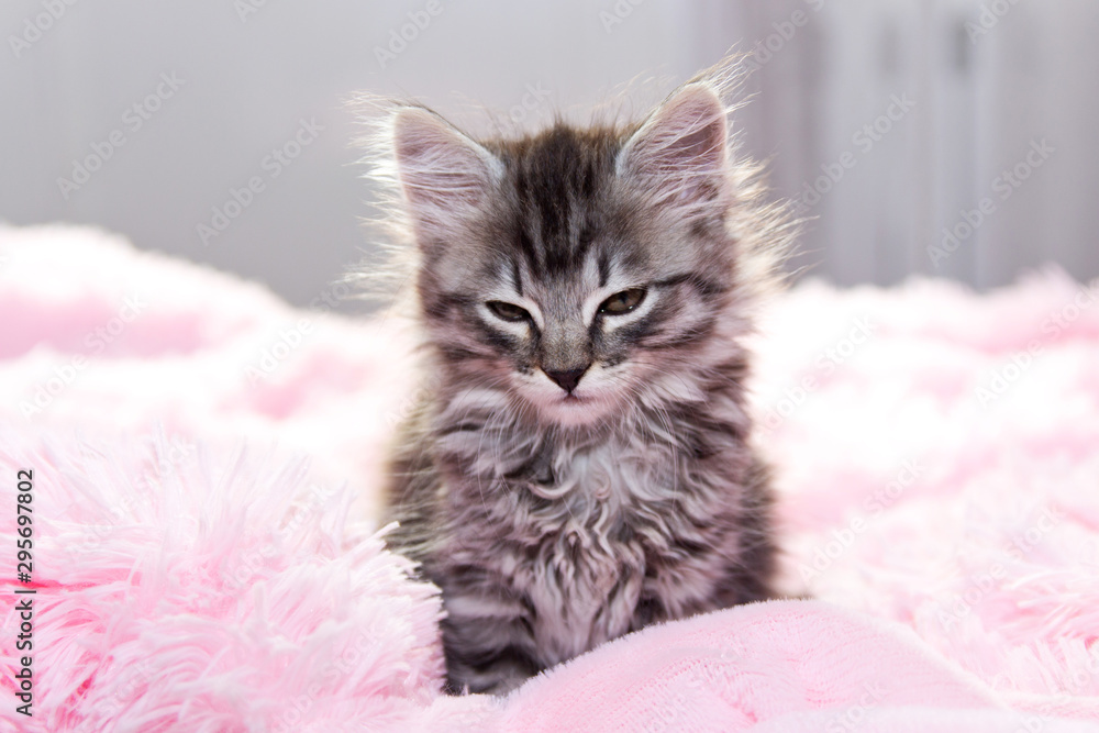 Obraz A small kitten closes his eyes. Gray kitty on a pink blanket. The concept of warmth and comfort.
