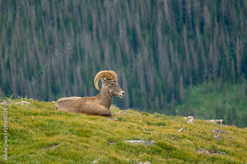 Ram relaxing in rocky mountains