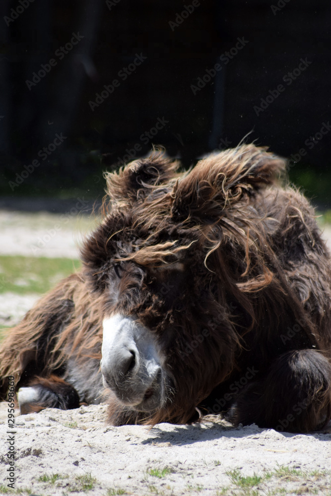 Obraz premium Poitou-Esel wälzt sich im Sand