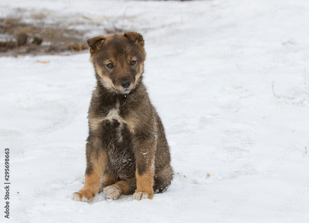 Lonely homeless puppy sitting in the snow