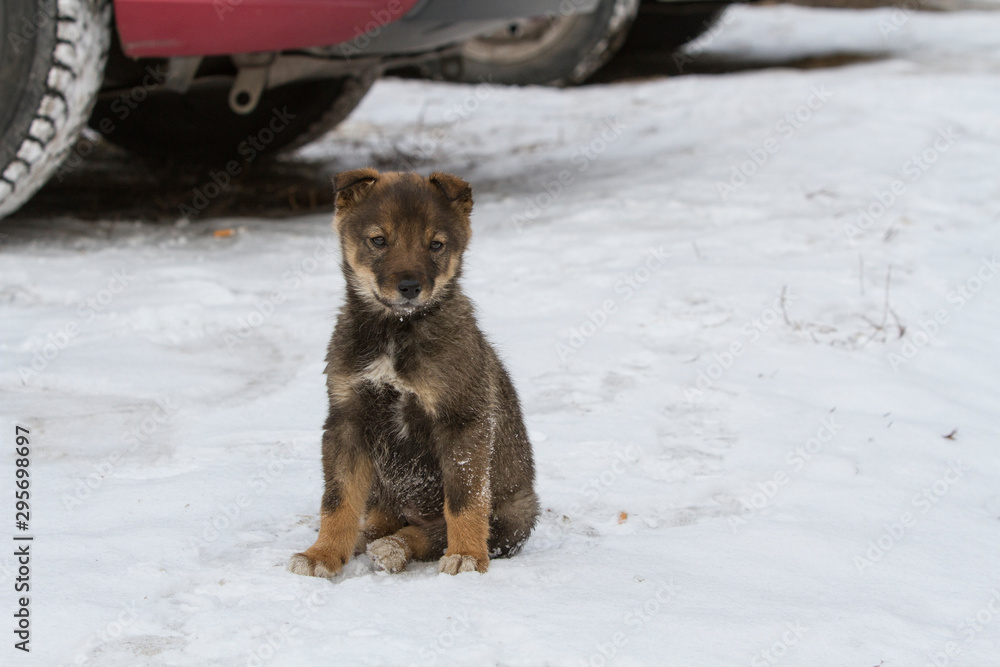 Naklejka premium Lonely homeless puppy sitting in the snow