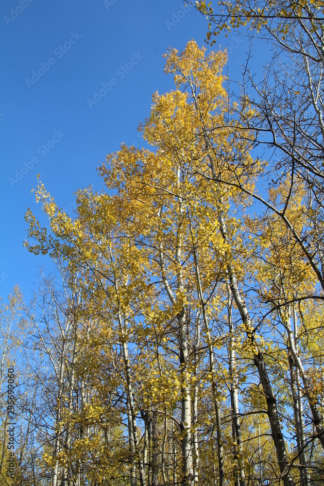 Colours Of The Trees, Elk Island National Park, Alberta Colours Of The Trees, Elk Island National Park, Alberta
