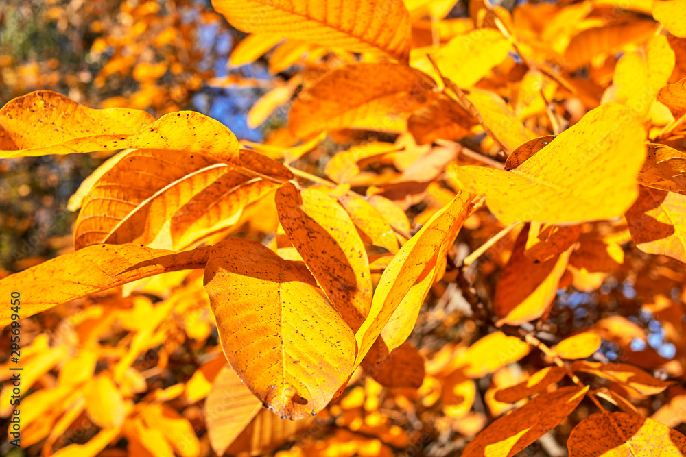 Autumn landscape of autumn tree with yellow leaves. Autumn landscape of autumn tree with yellow leaves.