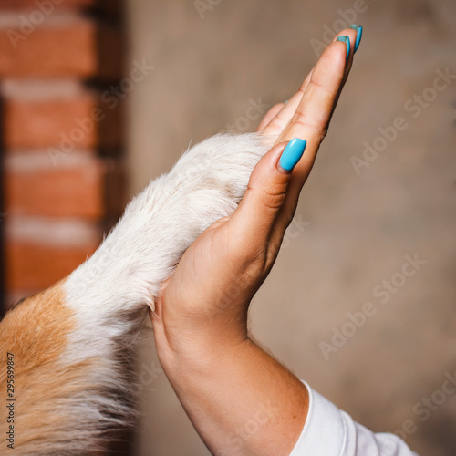 the friendship of man and dog