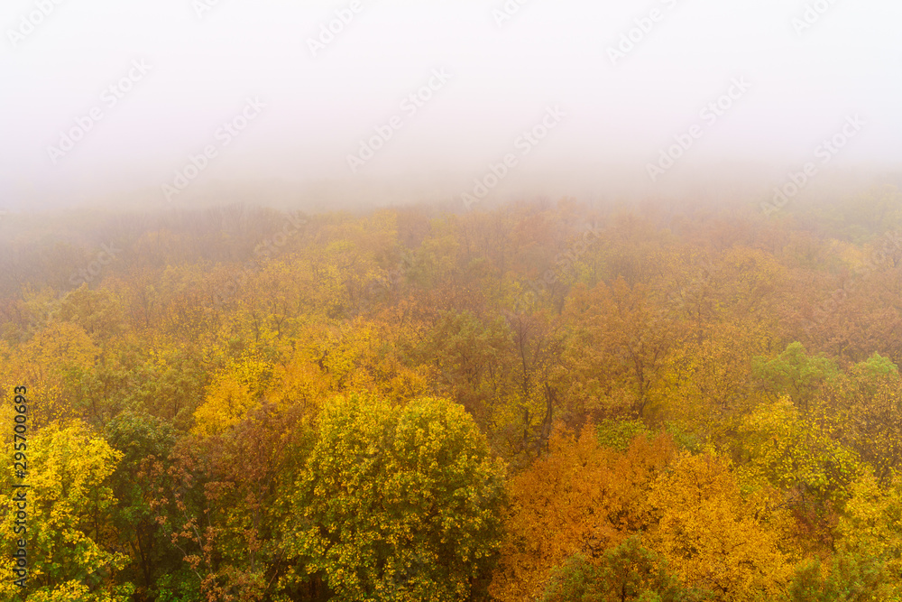 Aerial shot of tops of orange trees in autumn forest in foggy day. Morning mist in nature park, view from above Aerial shot of tops of orange trees in autumn forest in foggy day. Morning mist in nature park, view from above