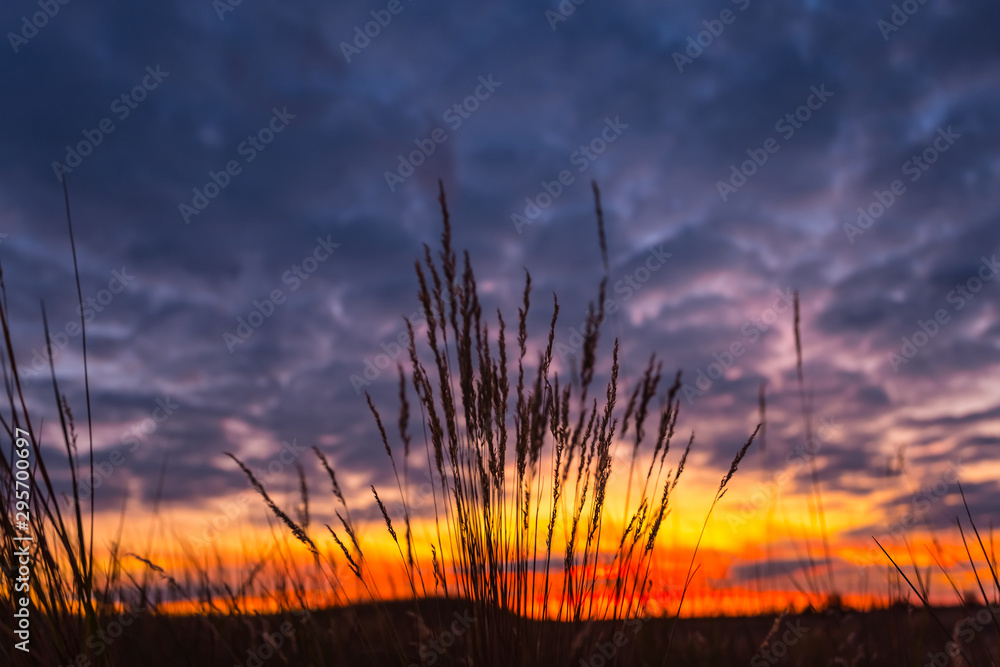 grass silhouette on the dark dramatic evening sky background, twilight prairie scene, natural background
