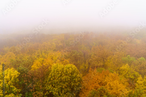 Aerial shot of tops of orange trees in autumn forest in foggy day. Morning mist in nature park, view from above