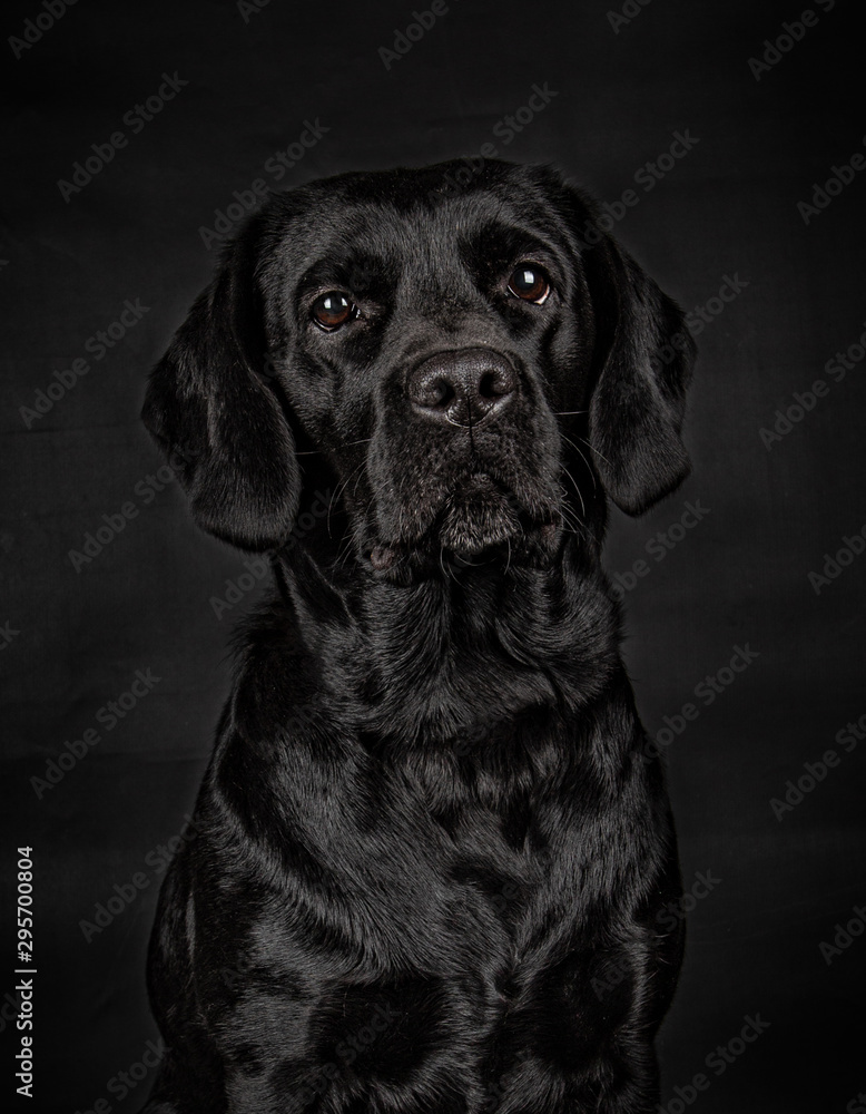 Portrait of a black Labrador Retriever dog with great brown eyes looking into the camera
