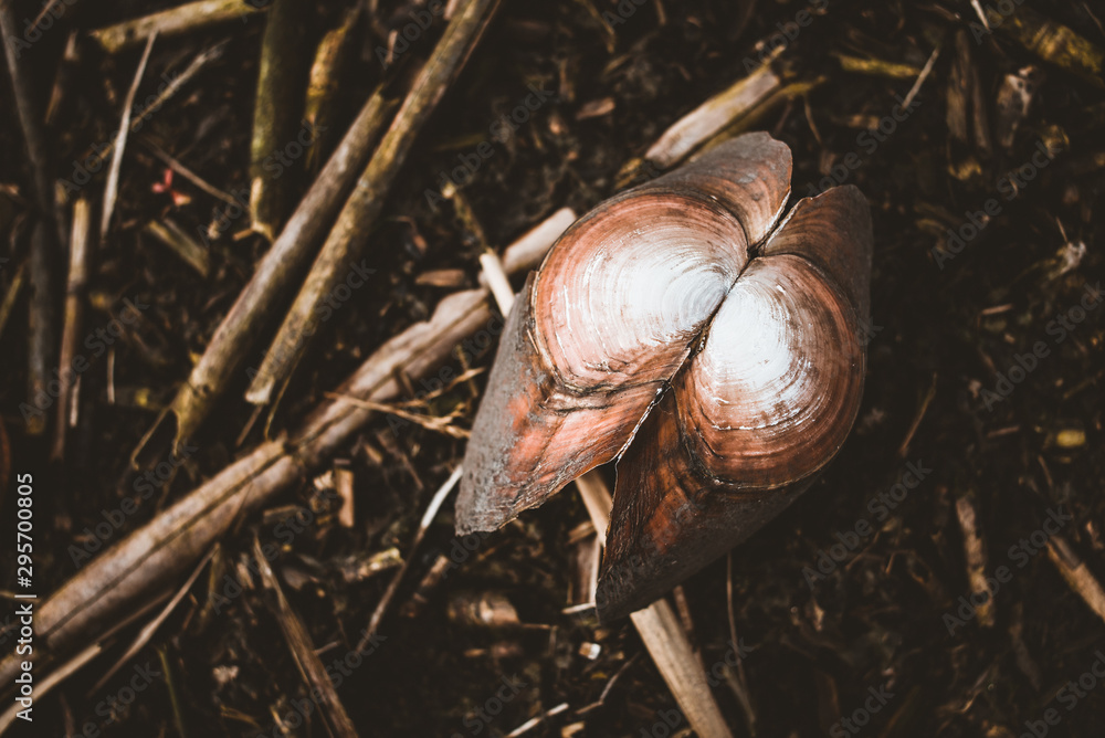 Shell Shell