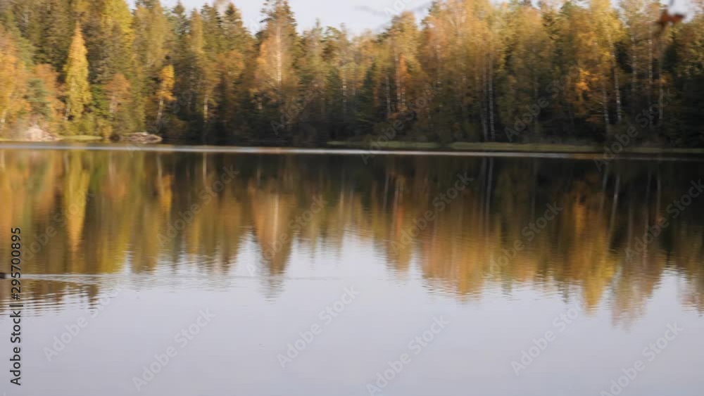 Sweeping panoramic view of a lake in the forest with reflection on the water and ducks swimming along