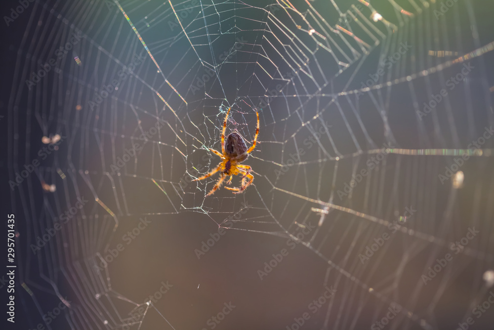 closeup spider sit on a web, natural background closeup spider sit on a web, natural background