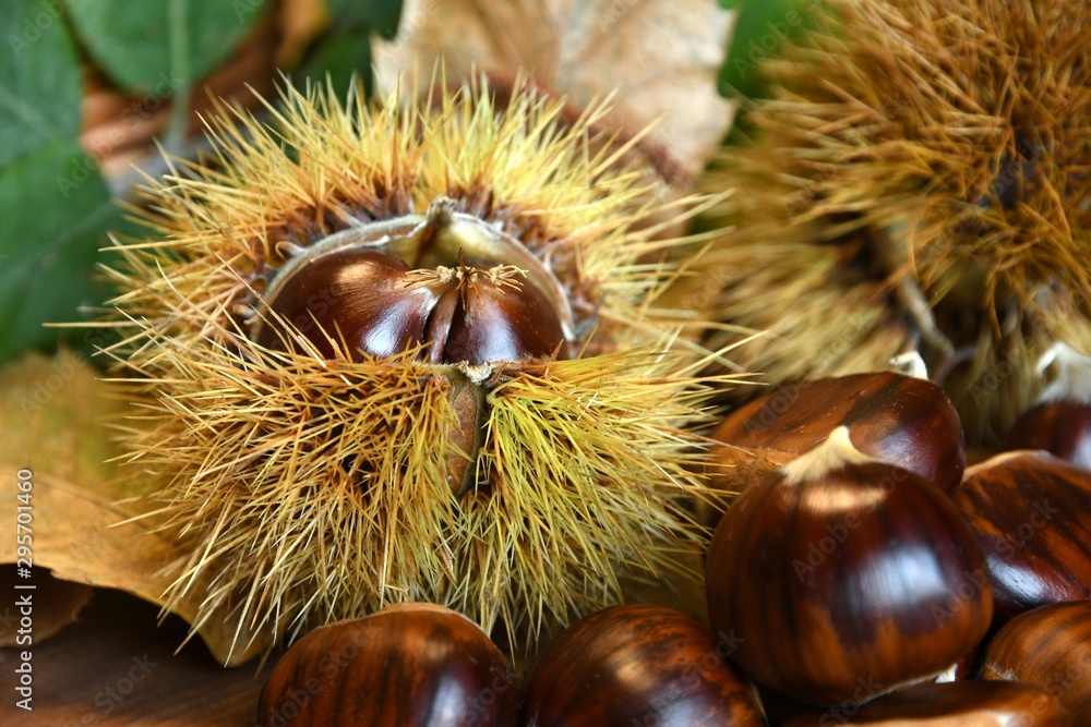 Closeup on chestnuts and curly with green chestnut tree leaves. Raw chestnuts for Christmas. Closeup on chestnuts and curly with green chestnut tree leaves. Raw chestnuts for Christmas.