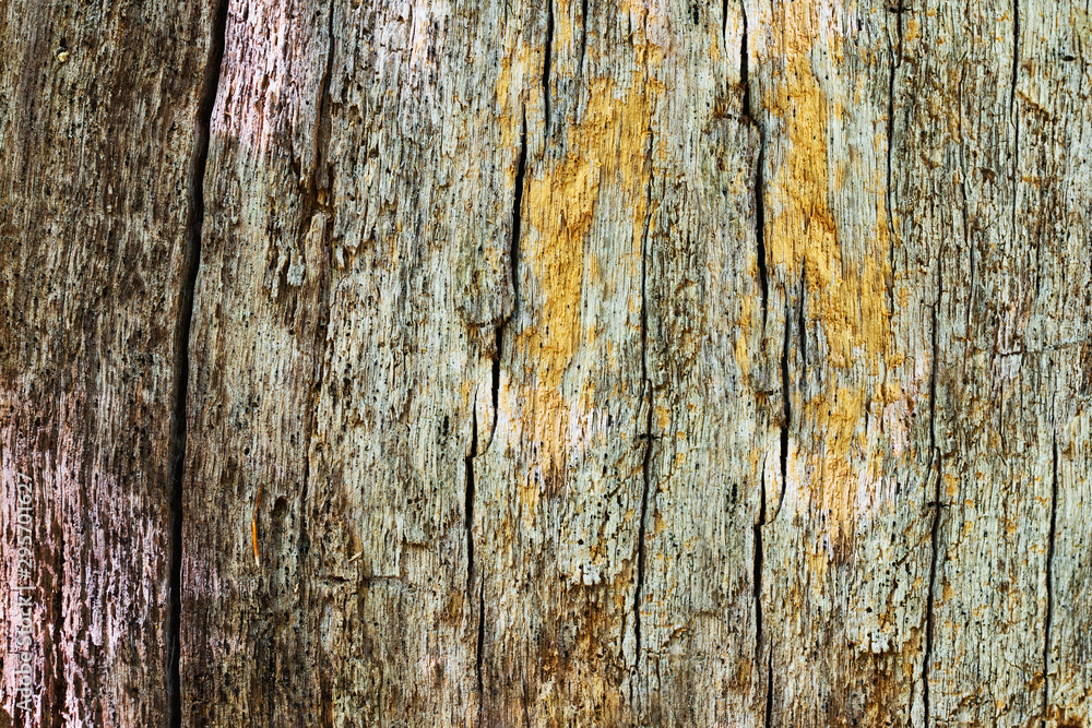 Wood textured background with green moss texture Wood textured background with green moss texture