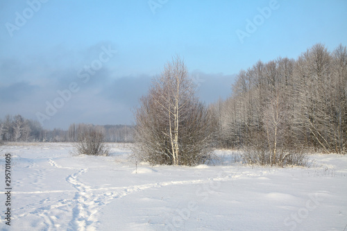Beautiful winter landscape in the forest. Road outside the city and snowfall. Snowdrifts in the park and uncleaned street. Christmas and New Year background © subjob