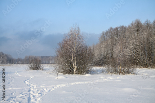 Beautiful winter landscape in the forest. Road outside the city and snowfall. Snowdrifts in the park and uncleaned street. Christmas and New Year background