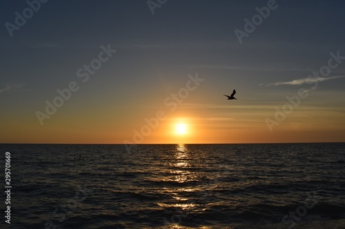 Bird flying at sunset at the sea © T. Schmidt