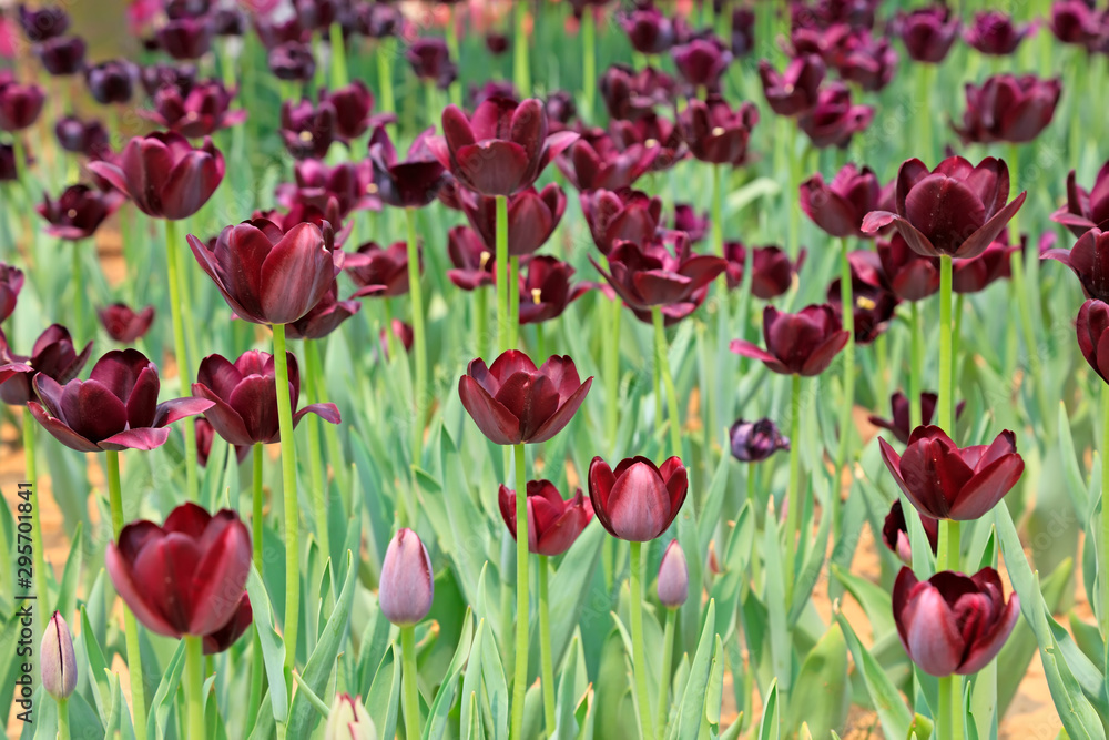 Fototapeta premium Tulips flowers in the garden