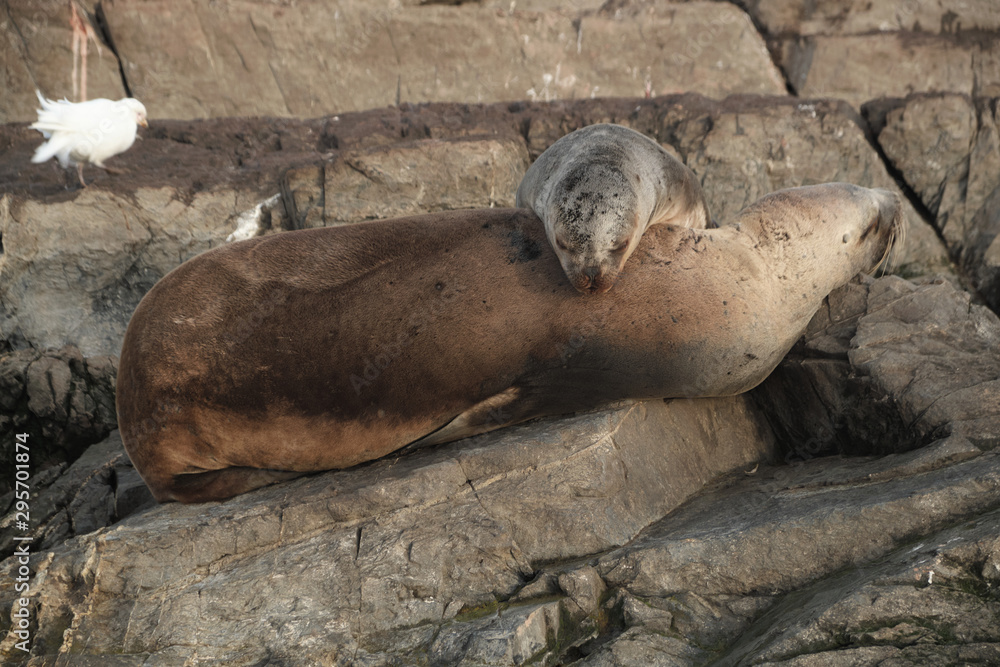 Obraz premium An adorable fur seal cub sleeping comfortable over his mother body