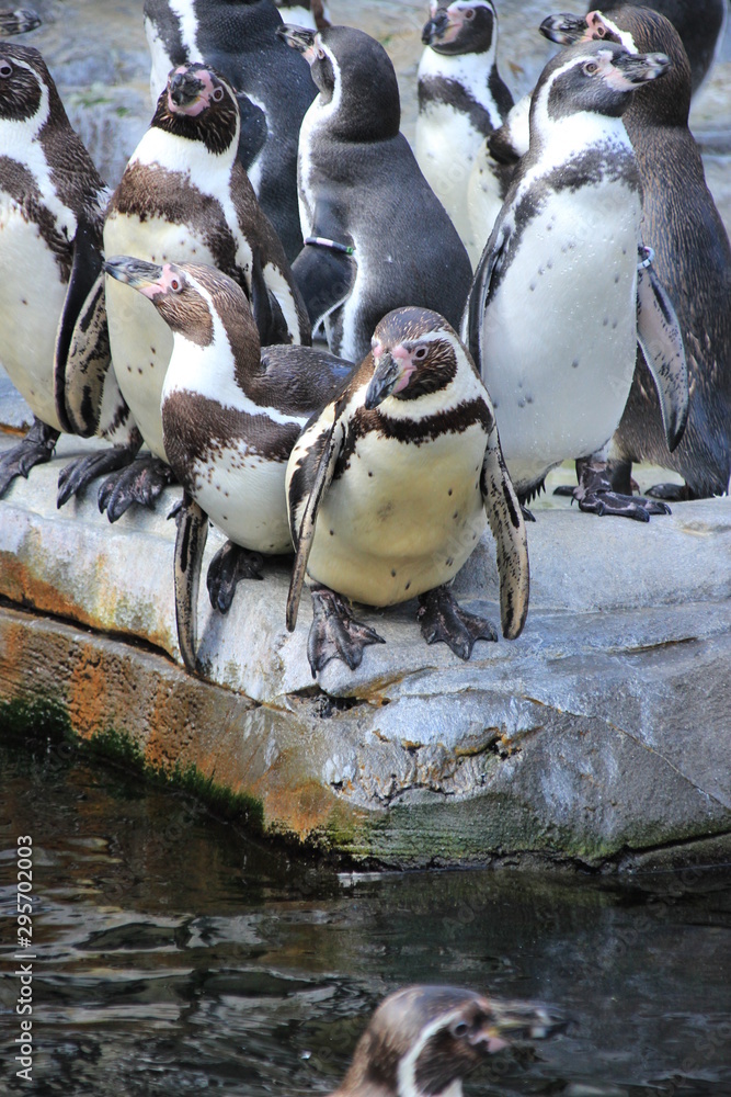 Naklejka premium Pinguin - Pinguine in der Gruppe - Schwarz weiß Frack