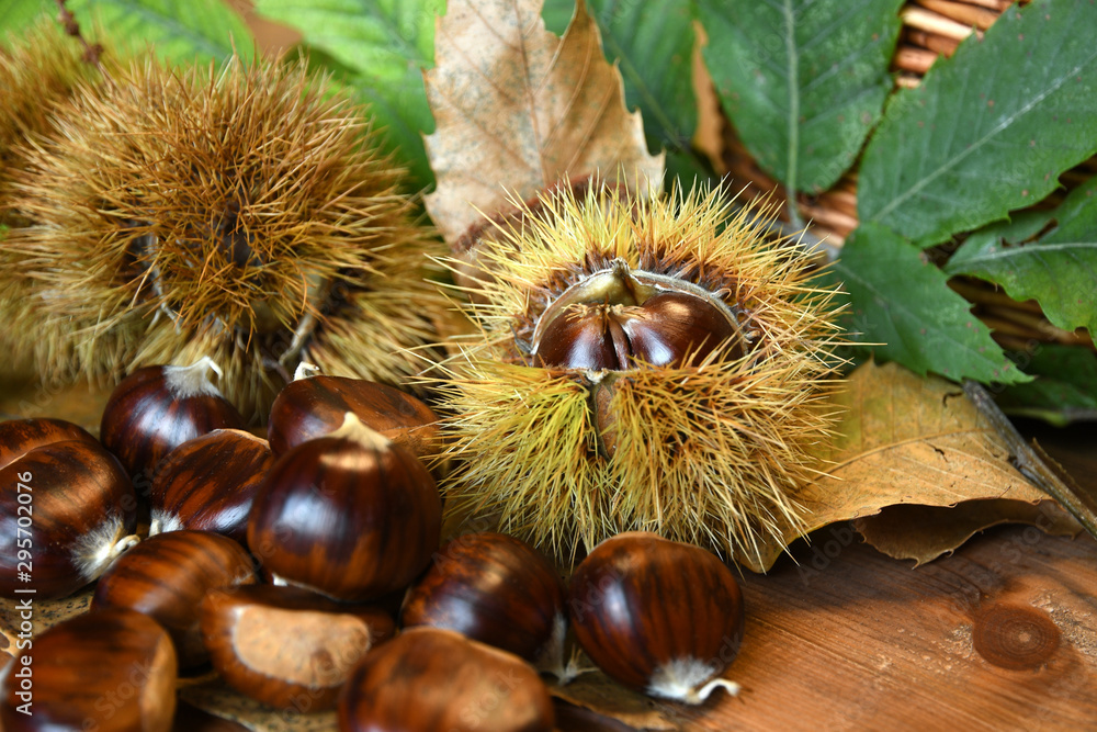 Closeup on chestnuts and curly with green leaves. Raw chestnuts for Christmas.