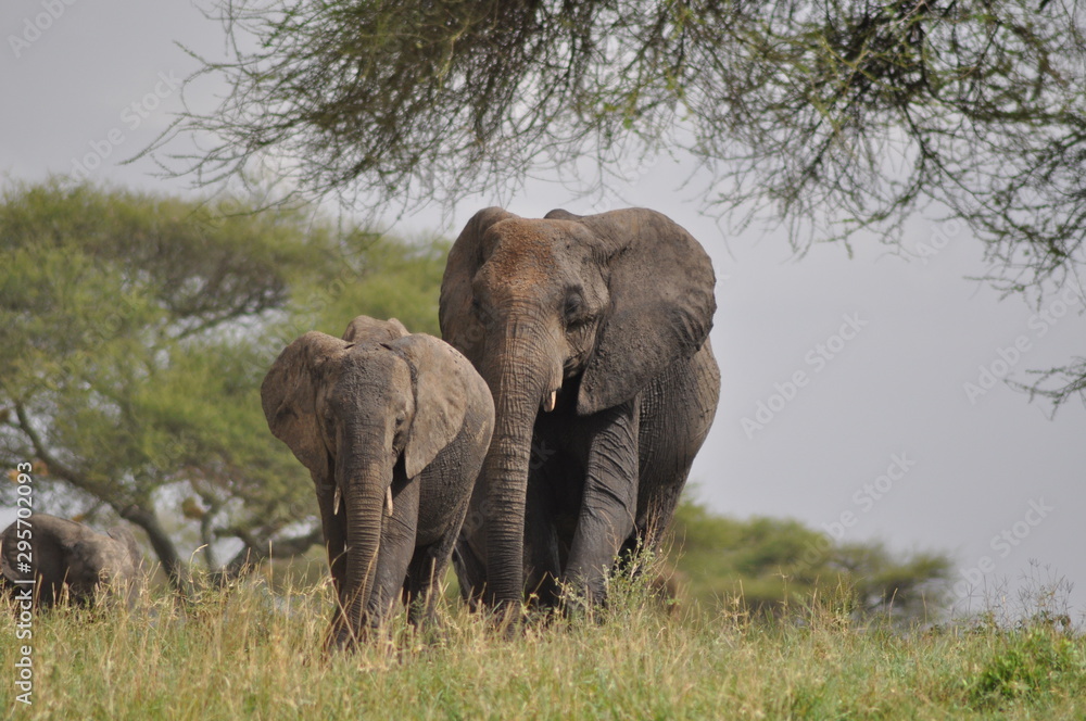 Elefantenmutter mit Elefantenkind
