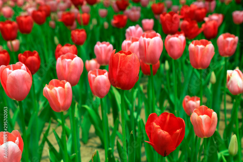 Tulips flowers in the garden